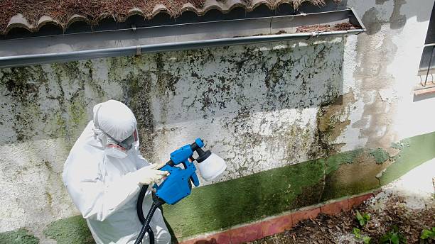 Top rated local Mold Remediation specialists in Brookridge, FL